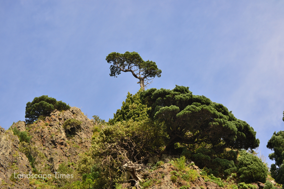 지난 1998년 보호수로 지정 당시 2000살로 추정된 울릉도에 자리한 향나무  ⓒ산림청