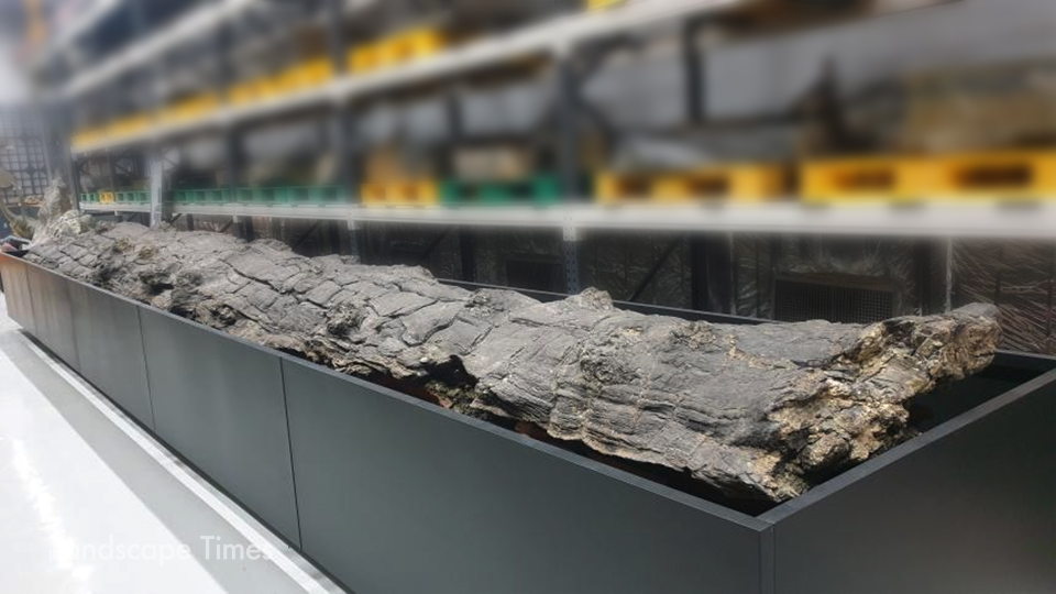 국내 최초의 천연기념물 나무화석으로 지정예고된 포항 금광리 신생대 나무화석    ⓒ문화재청