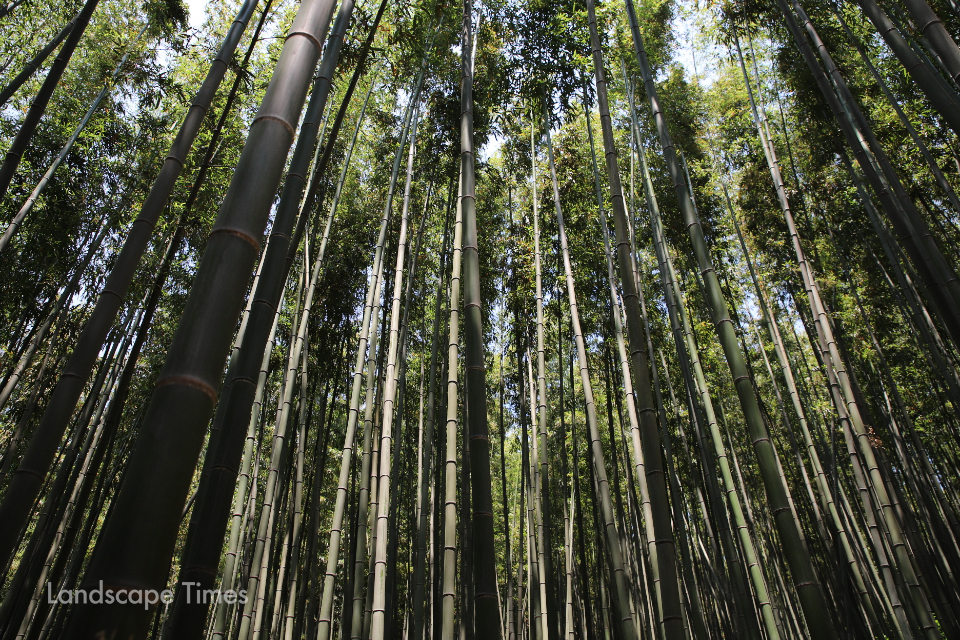 담양 죽녹원 대나무숲 ⓒ산림청