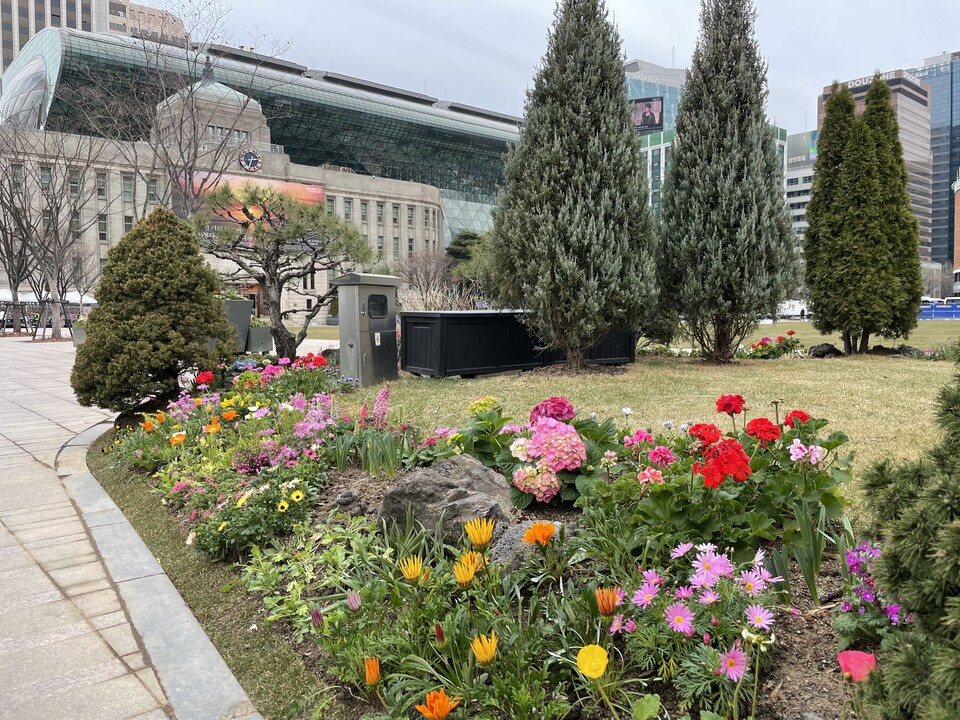 서울광장 주변 봄꽃 식재완료 ⓒ서울시 푸른도시여가국 조경과