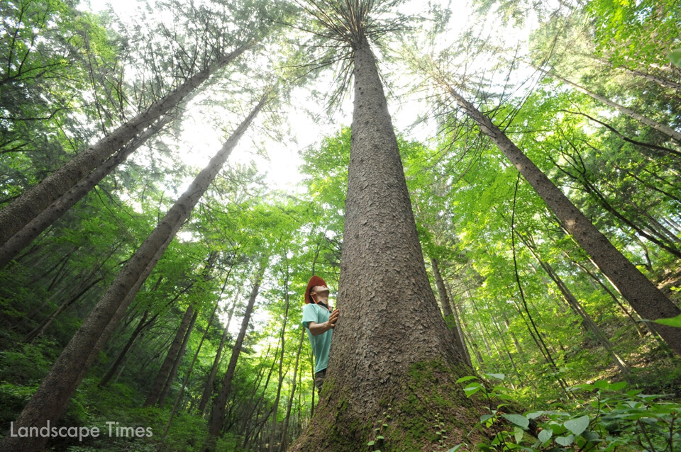 전북 무주군 국립덕유산자연휴양림 내 독일가문비나무   ⓒ산림청