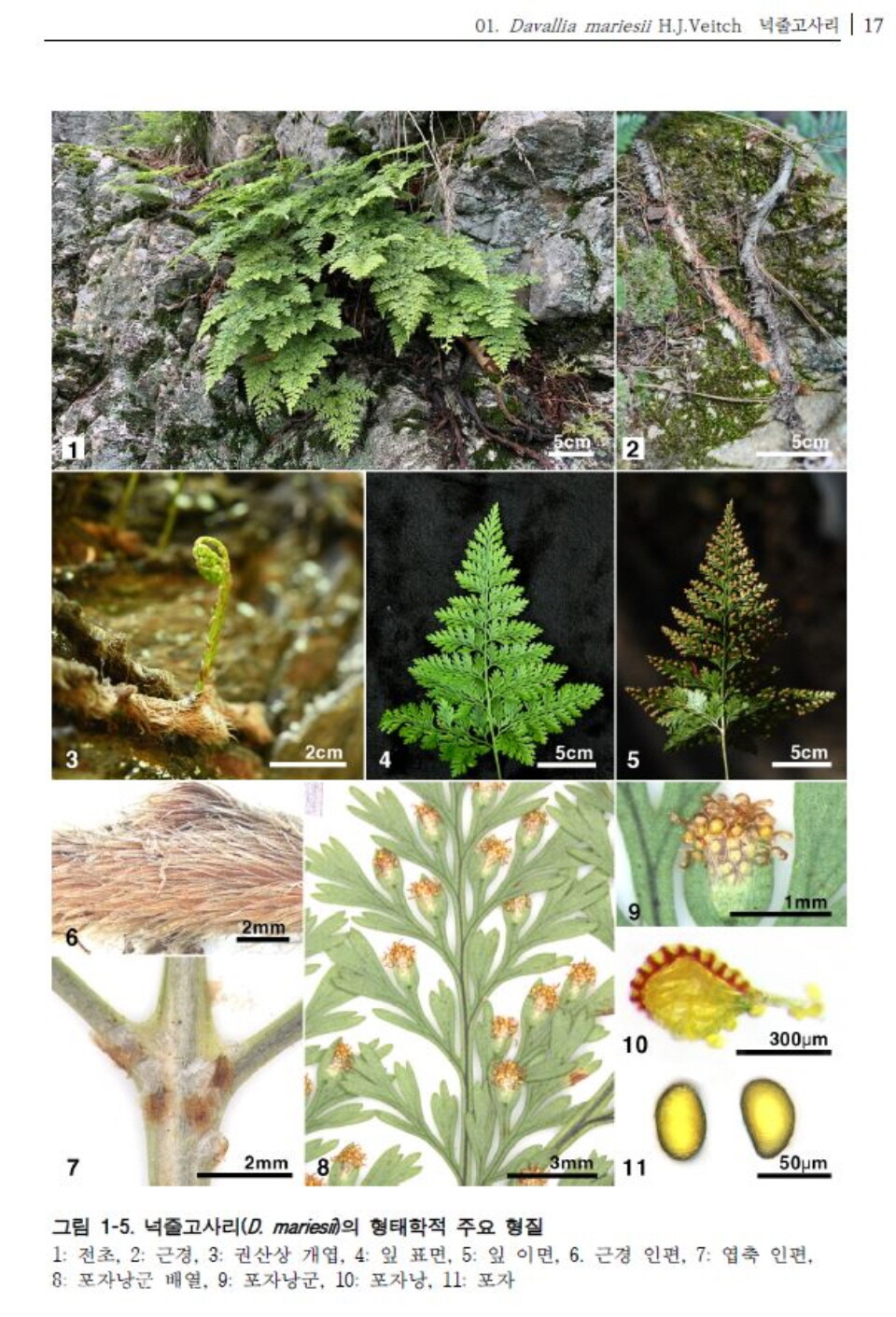 한국 산림자원식물 특성 연구 12권에 실린 ‘넉줄고사리’Ⓒ국립산림품종관리센터