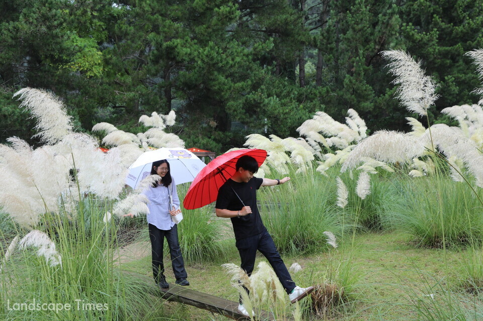 비오는 날 팜파스그라스가 핀 어린이 정원을 걷는 탐방객 ⓒ천리포수목원