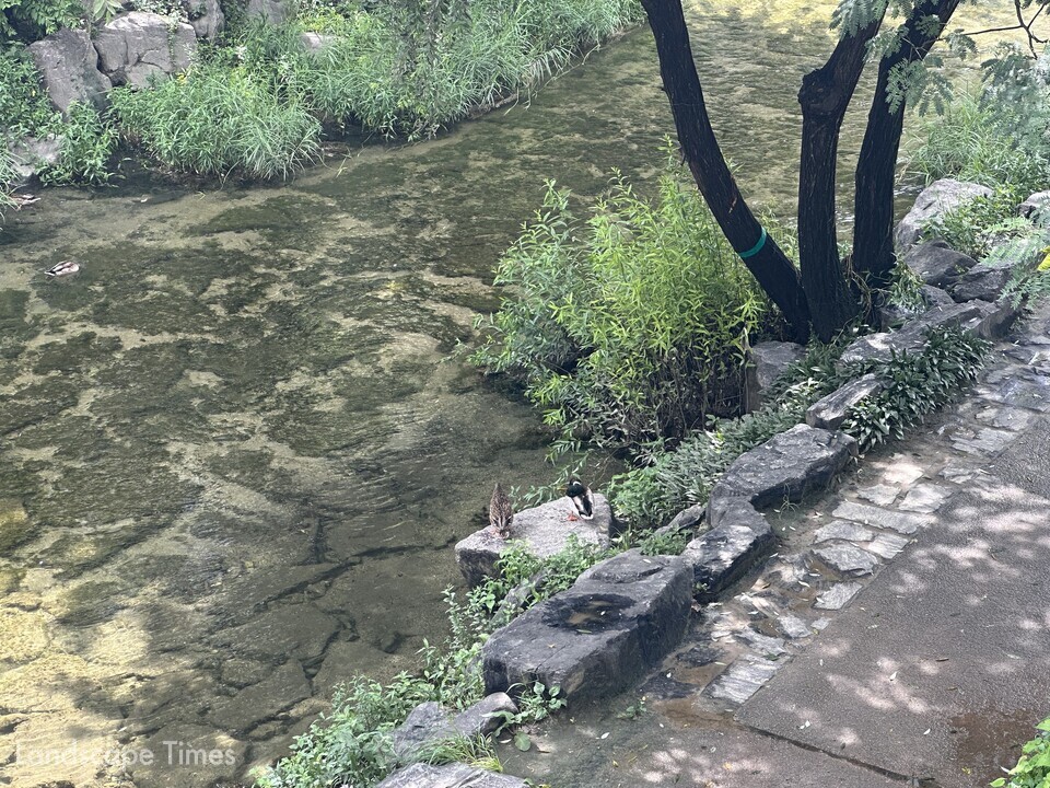 청계천에서 청둥오리 두마리가  청량한 여름을 보내고 있다. 