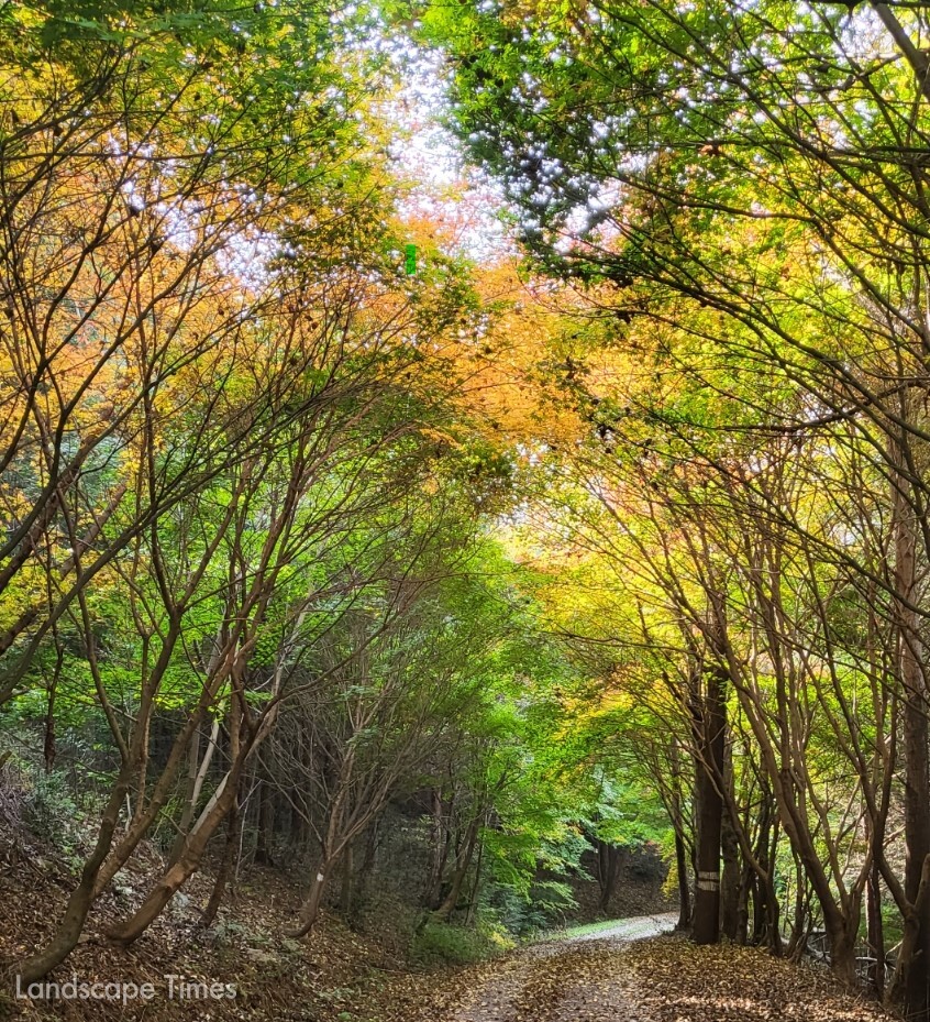 가을철 걷고 싶은 길- 영암 백룡산 숲길 ⓒ전남도