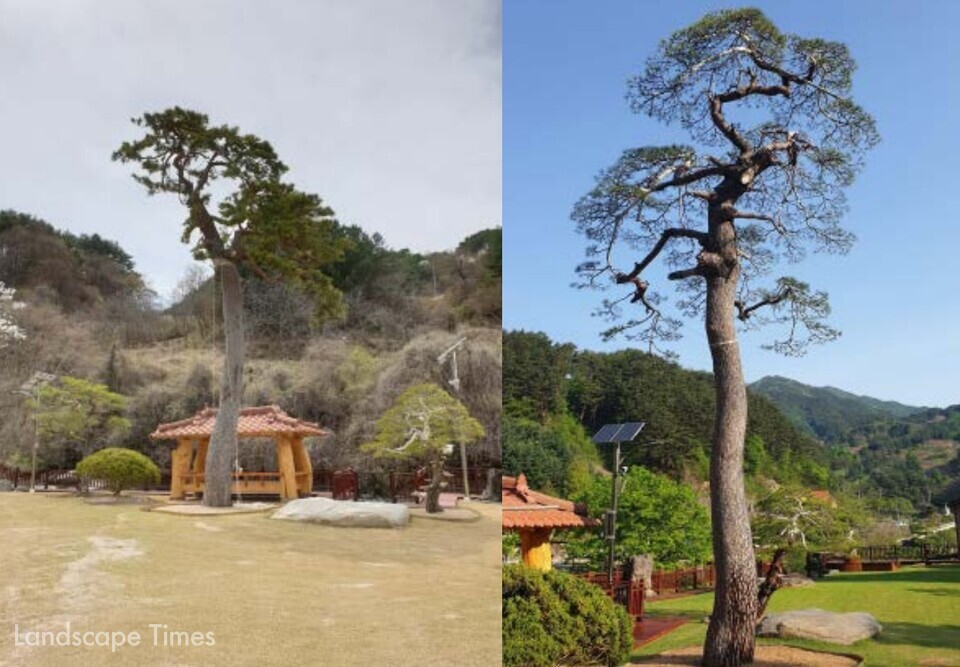 함양 소나무 정원수 프로젝트 전과 후 ⓒ이광종