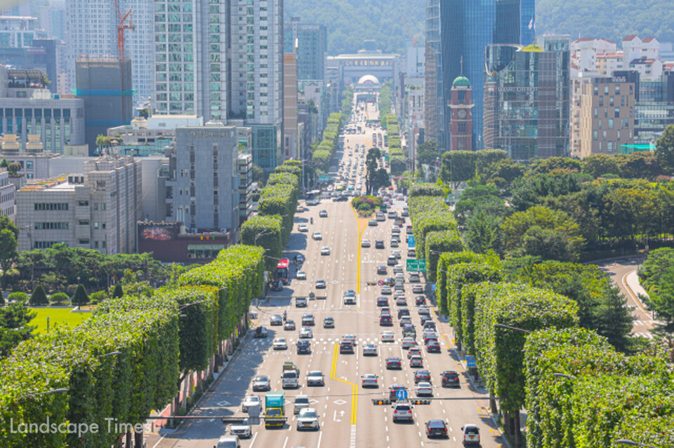 서울시 서초구 반포대로 일대의 양버즘나무는 샹젤리제 거리의 가로수를 떠오르게 한다 Ⓒ서울시