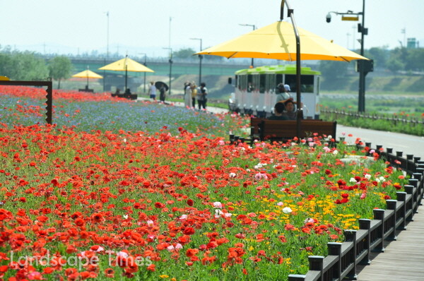 장성 황룡강 가을꽃 축제  ⓒ전라남도