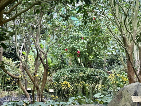 난대식물원에 핀  하와이무궁화가 아름답다. 