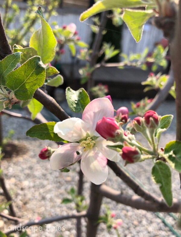 사과나무 꽃  ⓒ매일 만나는 우리식물 이야기