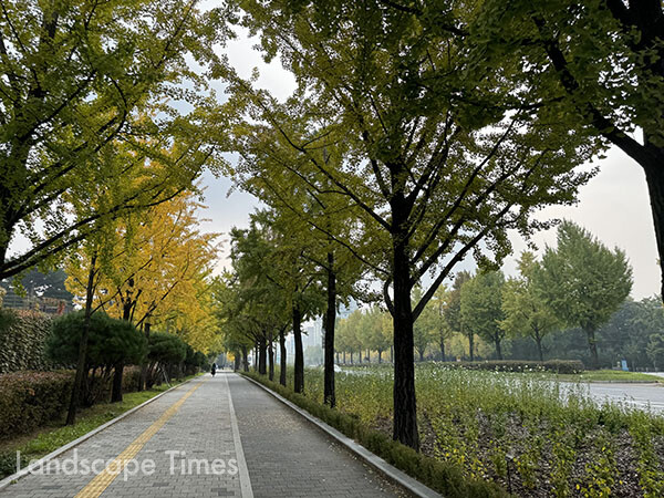 서울 위례성대로 은행나무 가로수길 ⓒ산림청