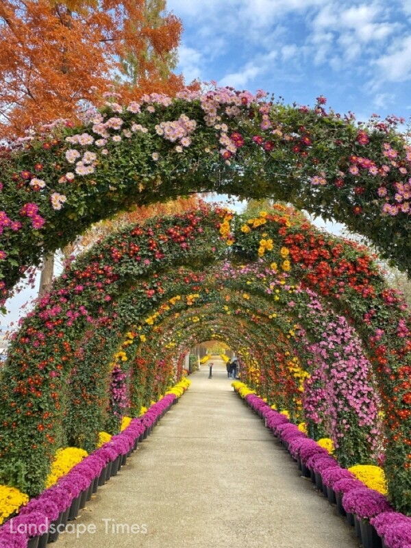 벽초지수목원 가을꽃 국화축제 © 한국관광공사