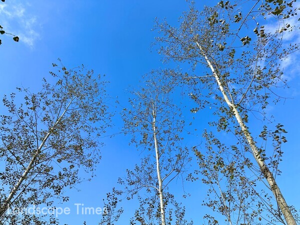 은사시나무와 파란 하늘의 색감이 대비를 이뤄 아름답다. 