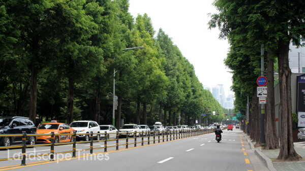 서울 서초 양재 메타쉐쿼이아, 양버즘나무길 ⓒ산림청