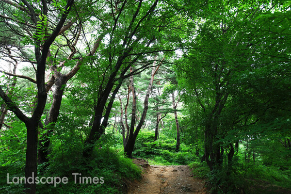 여름, 남한산성 소나무 ⓒ광주시