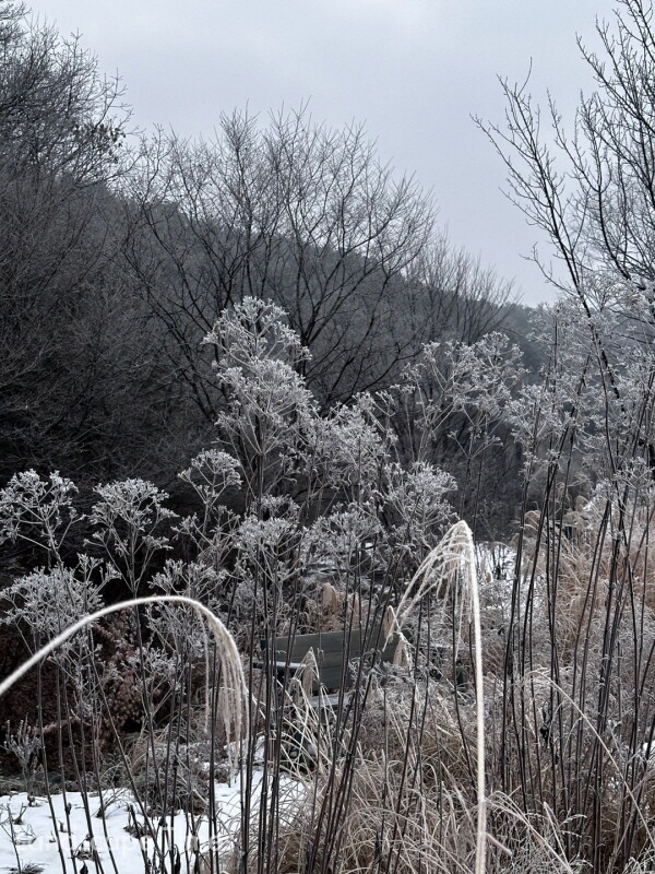 신비감이 맴도는 겨울 정원의 풍경  Ⓒ세븐시즌스가든 