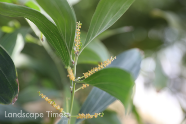 푸비폴리아 아카시아(Acacia pubifolia Pedley) ⓒ국립세종수목원