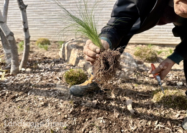 김재용 정원사가 털수염풀 뿌리에 붙은 흙을 털고있다.