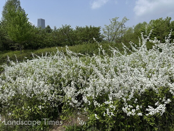 한밭수목원 4월의 봄꽃 만개(조팝나무)
